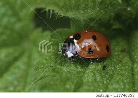 Closeup on the European seven spotted ladybird beetle, Coccinella septempunctata sitting on a green leaf 113746355