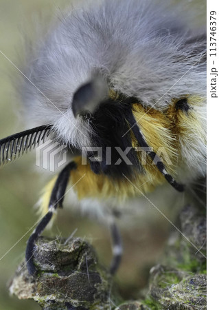 Facial closeup on the European muslin moth, Diaphora mendica Facial closeup on the European muslin moth, Diaphora mendica 113746379