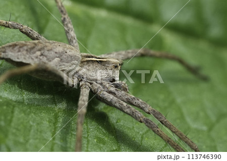 Extreme closeup on European Nursery web spider, Pisaura mirabilis on a green leaf Extreme closeup on European Nursery web spider, Pisaura mirabilis on a green leaf 113746390