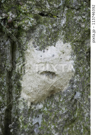 Closeup on a hairy egg cocoon of the gypsy moth, Lymantria dispar against the bark of a tree 113746392