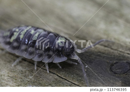 Closeup on an Common woodlouse, Oniscus asellus on a piece of wood Closeup on an Common woodlouse, Oniscus asellus on a piece of wood 113746395
