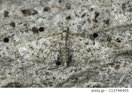 Closeup on the small Oak-tree Pug moth, Eupithecia dodoneata with spread wings Closeup on the small Oak-tree Pug moth, Eupithecia dodoneata with spread wings 113746405