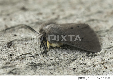 Closeupo n a European muslin moth, Diaphora mendica sitting on wood Closeupo n a European muslin moth, Diaphora mendica sitting on wood 113746406