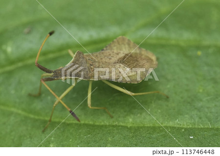 Closeup on the lightbrown European box bug, Gonocerus acuteangulatus Closeup on the lightbrown European box bug, Gonocerus acuteangulatus 113746448