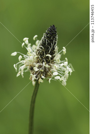 Vertical closeup on the white Ribwort Plantain wildflower, Plantago lanceolata 113746455