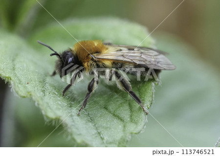 Closeup on a female Grey-patched mining, Andrena nitida with abundant hair development due to Stylops metillae parasite Closeup on a female Grey-patched mining, Andrena nitida with abundant hair development due to Stylops metillae parasite 113746521