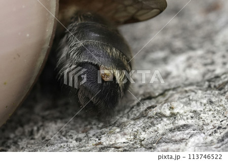 Closeup on the back of an Grey-patched mining bee, Andrena nitida, infected with a Stylops melitta parasite 113746522