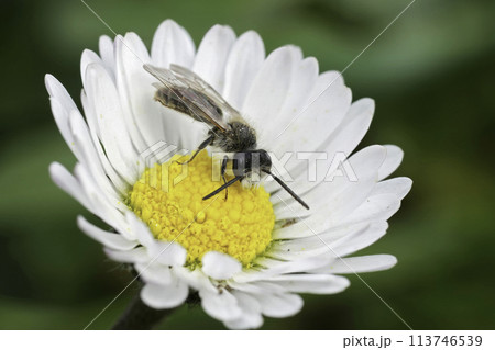 Closeup on a female Red-bellied miner , Andrena ventralis on a Common daisy flower 113746539
