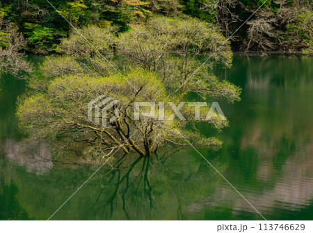君ケ野ダム湖の水没林 君ケ野ダム湖の水没林 113746629