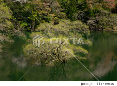 君ケ野ダム湖の水没林 113746630