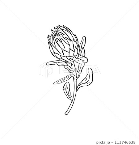 Protea flower black line art isolated on white 113746639
