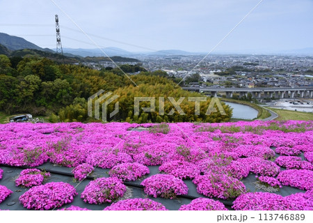 葛城市しあわせの森公園の芝桜 113746889