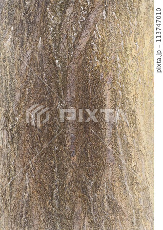 イラスト画像  老木イチョウの樹皮 113747010