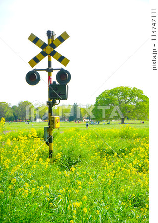 菜の花畑の中の線路の警報機 菜の花畑の中の線路の警報機 113747111