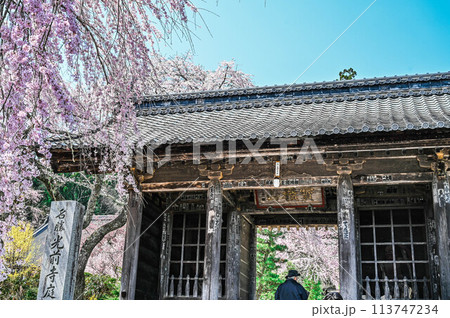 水仙ロードや枝垂れ桜で有名な長野県駒ヶ根市の光前寺の春 113747234