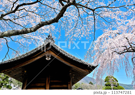 水仙ロードや枝垂れ桜で有名な長野県駒ヶ根市の光前寺の春 水仙ロードや枝垂れ桜で有名な長野県駒ヶ根市の光前寺の春 113747281