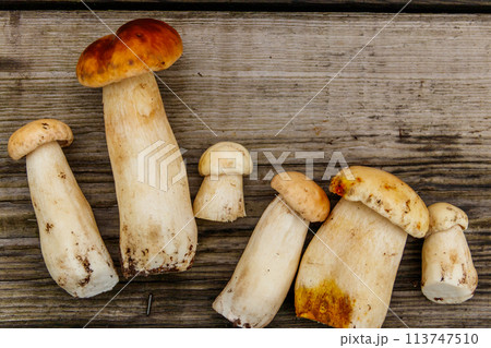 Freshly picked porcini mushrooms on rustic wooden table. Top view Freshly picked porcini mushrooms on rustic wooden table. Top view 113747510