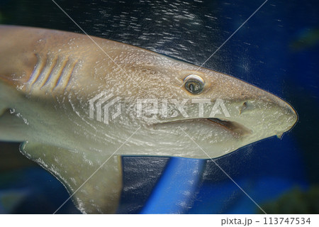 イラスト風　ツマグロ　サメのぎろり　ラップ掛け 113747534