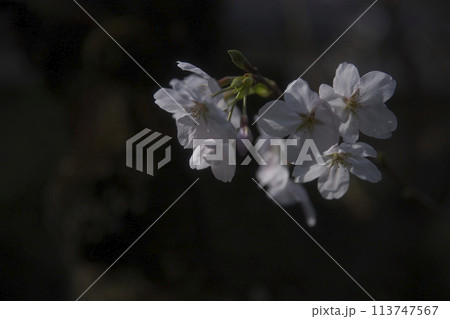 闇に浮かぶ桜 横構図19 闇に浮かぶ桜 横構図19 113747567