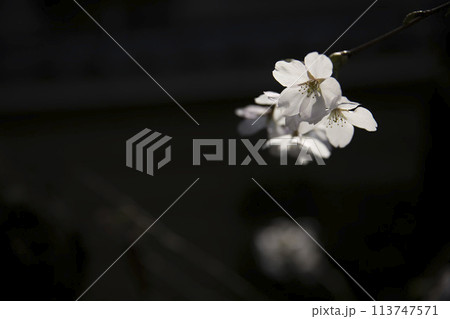 闇に浮かぶ桜 横構図21 闇に浮かぶ桜 横構図21 113747571