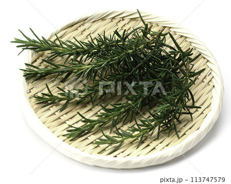 ローズマリー ローズマリー 113747579