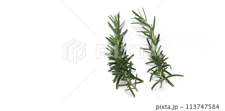 ローズマリー 113747584