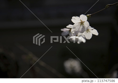 闇に浮かぶ桜　横構図1 113747586