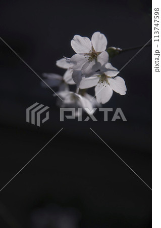 闇に浮かぶ桜 縦構図4 闇に浮かぶ桜 縦構図4 113747598