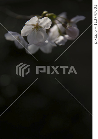 闇に浮かぶ桜 縦構図7 闇に浮かぶ桜 縦構図7 113747601