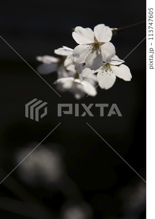 闇に浮かぶ桜　縦構図11 113747605