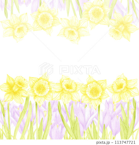 Hand drawn watercolor daffodil and crocus flower isolated on white background. Can be used for cards, scrapbook and other printed products. Hand drawn watercolor daffodil and crocus flower isolated on white background. Can be used for cards, scrapbook and other printed products. 113747721