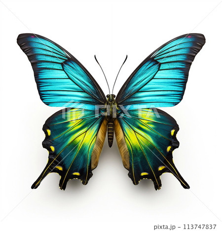 Beautiful big wild butterfly looking forward is shown in full length, Ai generated 113747837