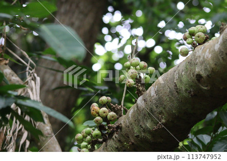 ギランイヌビワの幹生花 ギランイヌビワの幹生花 113747952