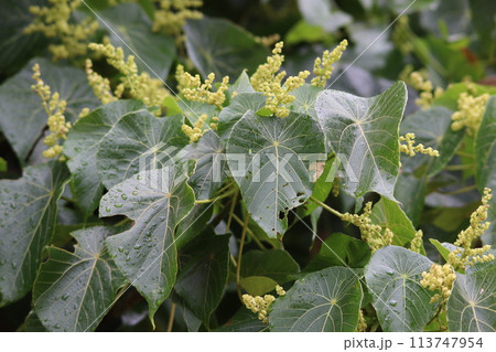 花期のオオバギ 113747954