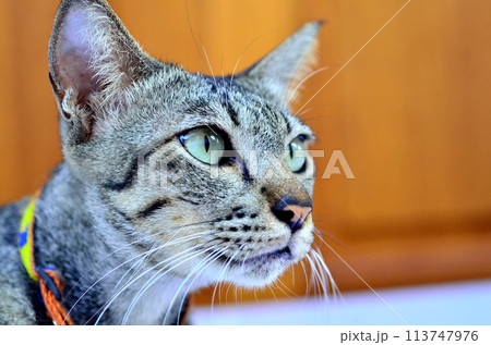 The grey cat is looking at something. We can encounter this kind of animal everywhere along the roadside. The grey cat is looking at something. We can encounter this kind of animal everywhere along the roadside. 113747976