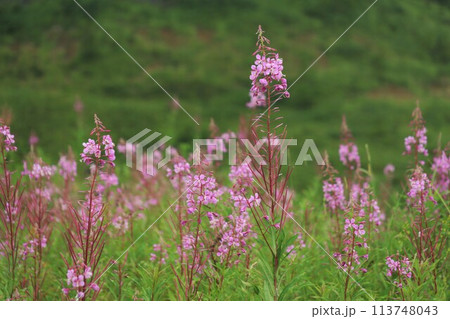 ヤナギラン（Fire weed） 113748043