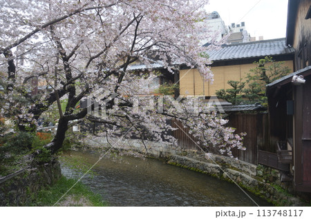 祇園白川 祇園白川 113748117