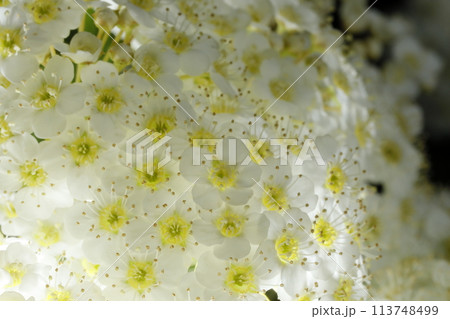 日本の春、満開のコデマリ 113748499