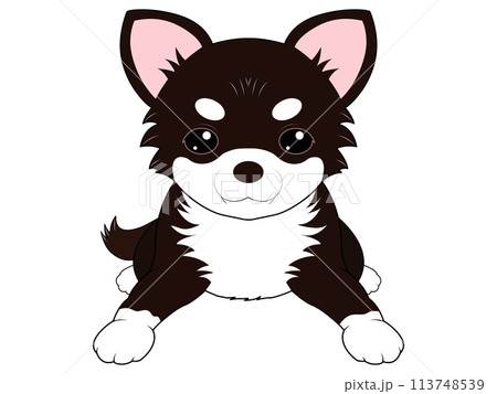伏せをする黒のチワワのイラスト素材 [113748539] - PIXTA