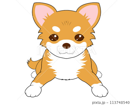 伏せをする茶色のチワワ 伏せをする茶色のチワワ 113748540