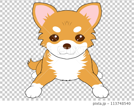 伏せをする茶色のチワワ 伏せをする茶色のチワワ 113748540