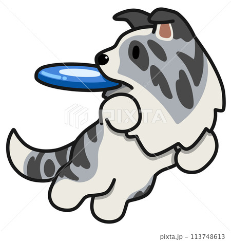 ディスクドッグのボーダーコリー(ブルーマール) ディスクドッグのボーダーコリー(ブルーマール) 113748613