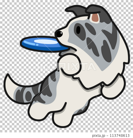 ディスクドッグのボーダーコリー(ブルーマール) ディスクドッグのボーダーコリー(ブルーマール) 113748613