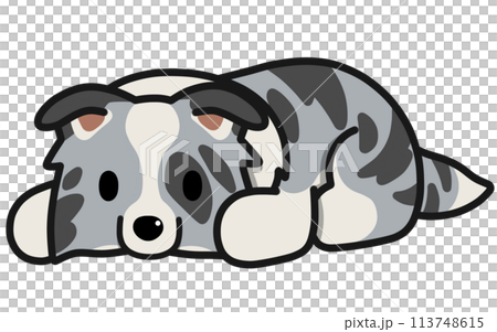 Border collie (blue merle) with drooping ears lying down Border collie (blue merle) with drooping ears lying down 113748615