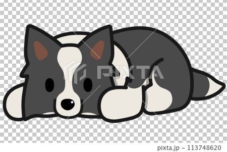 豎耳邊境牧羊犬(黑白)躺著 豎耳邊境牧羊犬(黑白)躺著 113748620