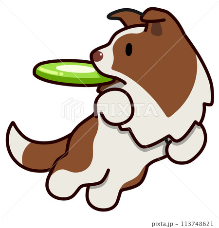 ディスクドッグのボーダーコリー(レッドアンドホワイト) ディスクドッグのボーダーコリー(レッドアンドホワイト) 113748621