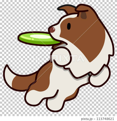 ディスクドッグのボーダーコリー(レッドアンドホワイト) ディスクドッグのボーダーコリー(レッドアンドホワイト) 113748621