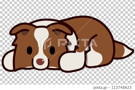 Border collie (red and white) with droopy ears lying down 113748623