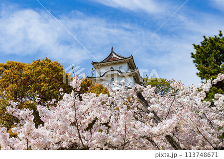 兵庫県明石市・桜が満開の明石城の櫓 兵庫県明石市・桜が満開の明石城の櫓 113748671