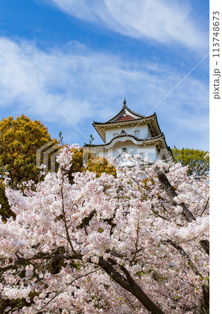 兵庫県明石市・桜が満開の明石城の櫓 兵庫県明石市・桜が満開の明石城の櫓 113748673